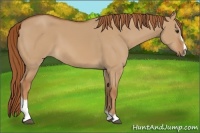 Horse Color:Red Dun Sabino 