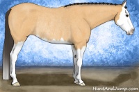 Horse Color:Buckskin Roan Splash Rabicano 