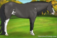 Horse Color:Black Sabino
