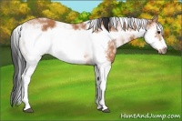 Horse Color:Bay Sabino Frame Rabicano 