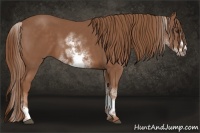 Horse Color:White Spotted Chestnut Frame 