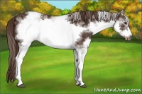 Horse Color:White Spotted Liver Chestnut Frame 