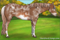 Horse Color:White Spotted Chestnut Frame 