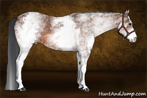 Horse Color:White Spotted Bay Rabicano 