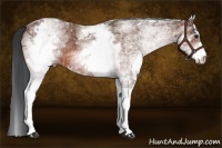 Horse Color:White Spotted Bay Rabicano 