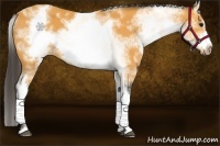 Horse Color:White Spotted Buckskin Frame 