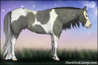 Horse Color:Blue Roan Splash Tobiano