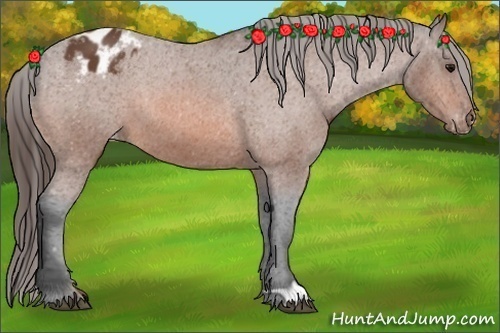 Horse Color: Bay Blanket 