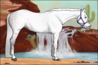 Horse Color:Gray White Spotted Bay Frame 