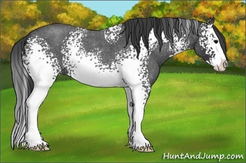 Horse Color: Unknown 