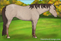 Horse Color:Classic Champagne Dun 