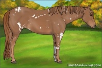 Horse Color:White Spotted Chestnut 
