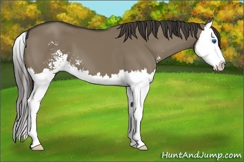 Horse Color: Unknown 