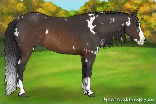 Horse Color:White Spotted Buckskin Splash 