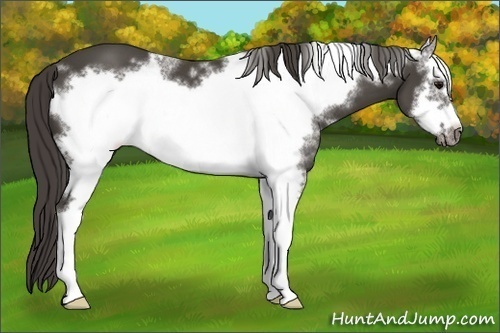 Horse Color: Unknown 