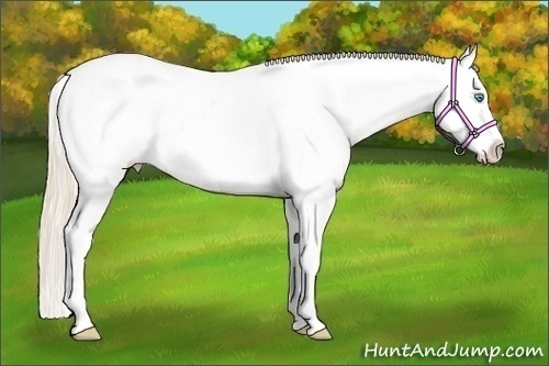 Horse Color:Perlino Blanket 