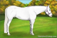 Horse Color:Perlino Appaloosa