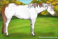 Horse Color:White Spotted Chestnut Frame