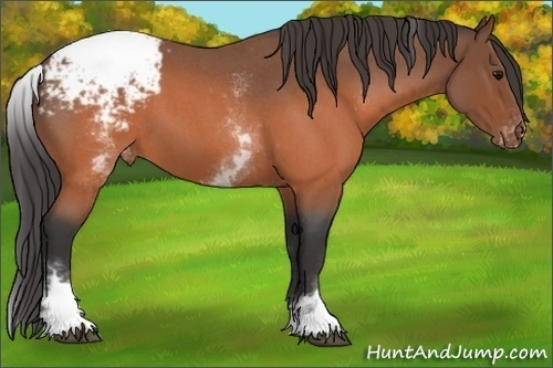 Horse Color:White Spotted Brown Roan Snowcap 