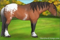 Horse Color:White Spotted Brown Roan Snowcap 