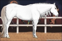 Horse Color:Gray White Spotted Chestnut 