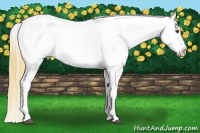 Horse Color:Buckskin Dun Splash Snowcap 