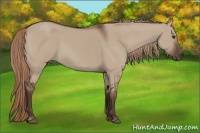 Horse Color:Liver Red Dun 