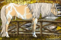 Horse Color:Palomino 