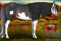 Horse Color:Brown Splash Frame Rabicano 