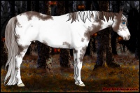 Horse Color:White Spotted Liver Chestnut Sabino Frame