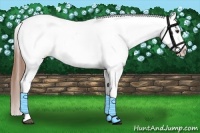 Horse Color:Chestnut Appaloosa 