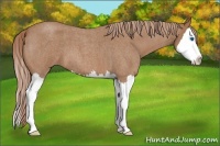Horse Color:Red Roan Splash 