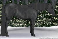 Horse Color:Black Splash Frame Brindle
