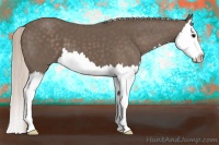 Horse Color:Silver Black Splash