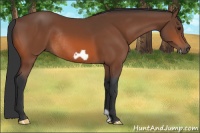 Horse Color:Bay Frame Rabicano 