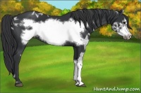 Horse Color:Black Ice Frame 
