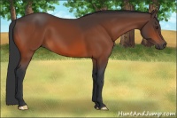 Horse Color:Brown Rabicano