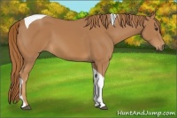 Horse Color:Chestnut Tobiano 