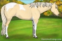 Horse Color:Palomino Dun Tobiano 