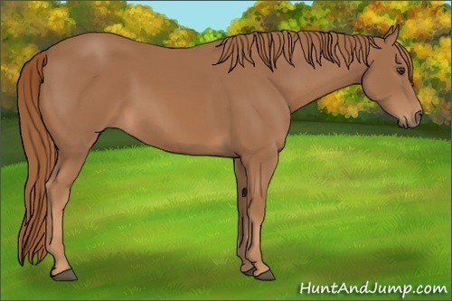 Horse Color: Chestnut 