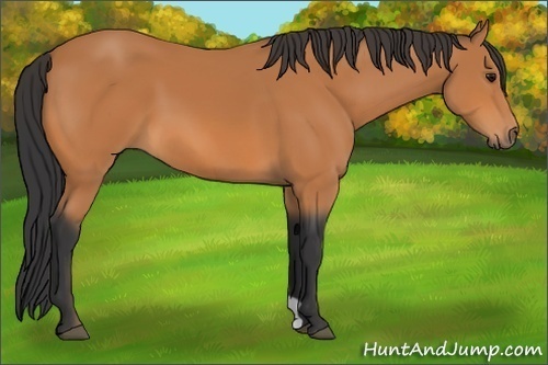 Horse Color: Bay 