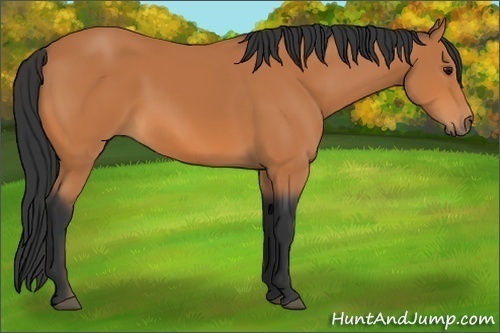 Horse Color: Bay 