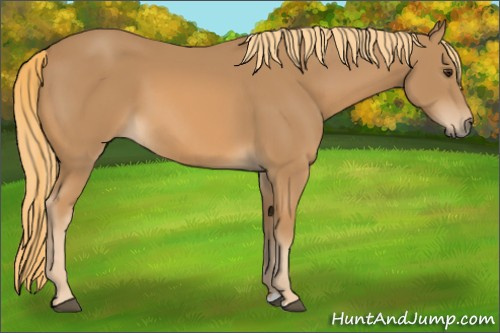 Horse Color: Chestnut 