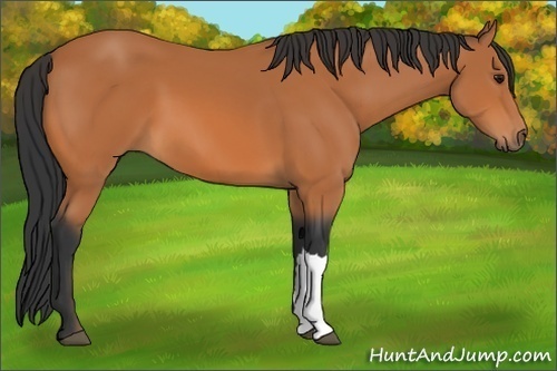 Horse Color: Bay 