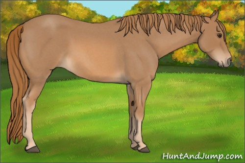 Horse Color: Red Roan 