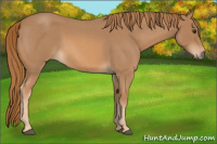 Horse Color:Red Roan 