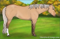 Horse Color:Silver Bay Dun 