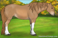 Horse Color:Chestnut Tobiano