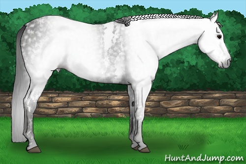 Horse Color:Gray White Spotted Black  Brindle