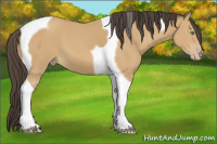 Horse Color:Amber Cream Champagne Tobiano